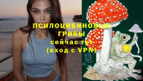 стаф Алзамай